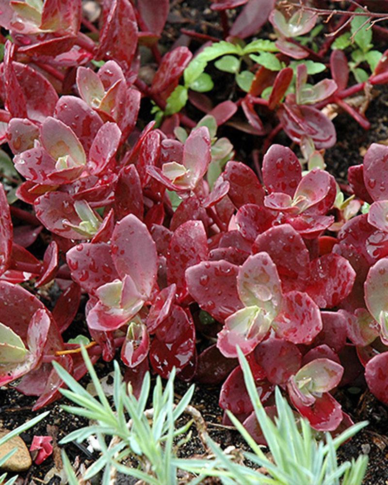 Sedum 'Firecracker' 3 Inch