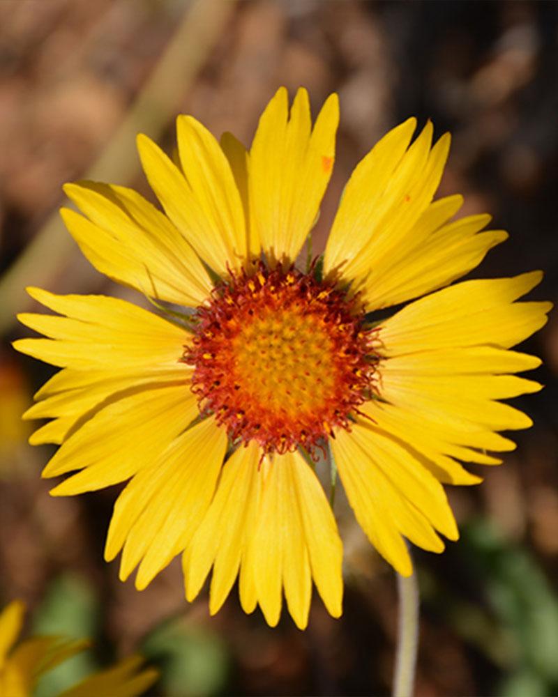 Gaillardia 'Amber Wheels' 1 Quart