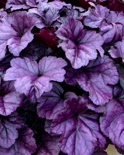 Heuchera Dolce® 'Wildberry' 1 Gallon