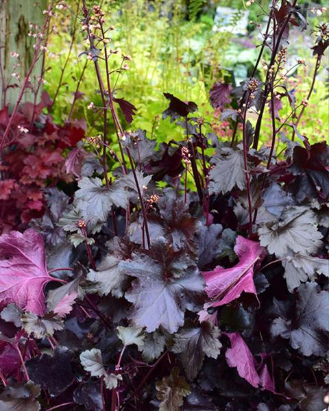 Heuchera 'Black Pearl' 1 Gallon