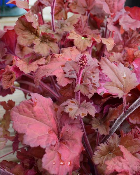 HEUCHERA PRIMO MAHOGANY MONSTER