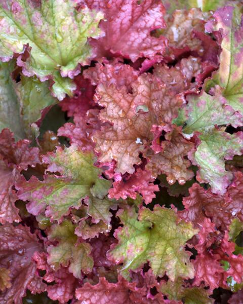 HEUCHERA PRIMO PEACHBERRY ICE PW