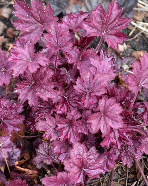 Heuchera 'Wild Rose' 1 Gallon