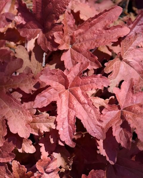 Heucherella Fun and Games® 'Red Rover' 1 Gallon