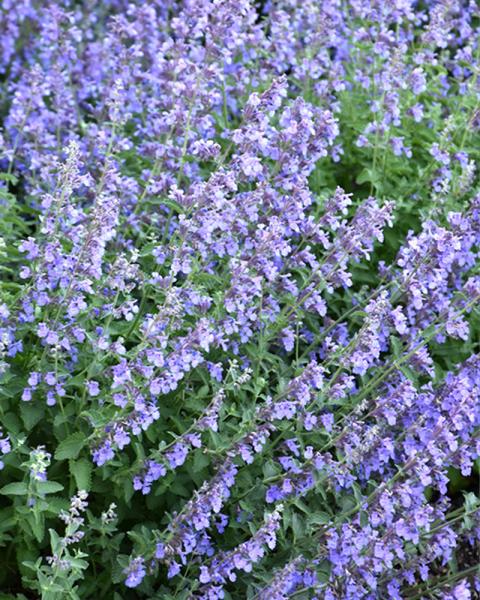 Nepeta 'Cat's Meow' 1 Gallon