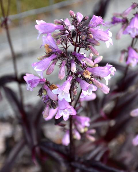 Penstemon 'Midnight Masquerade' 1 Gallon