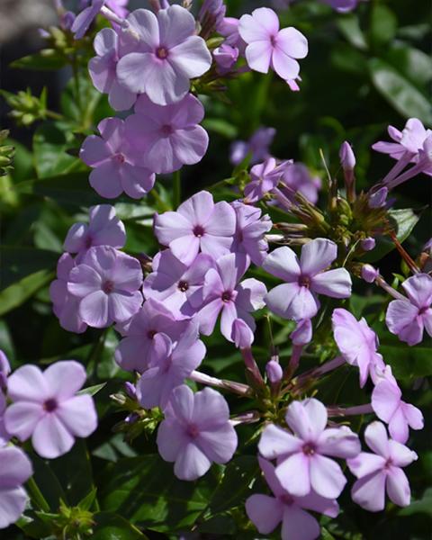 PHLOX OPENING ACT BLUSH