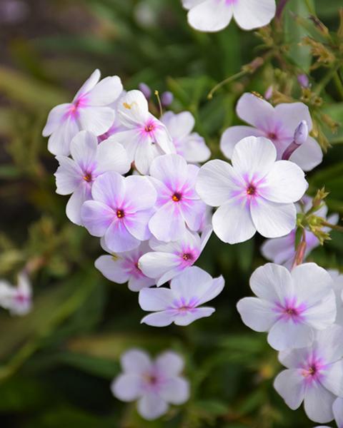 Phlox 'Opening Act Pink-A-Dot' 1 Gallon