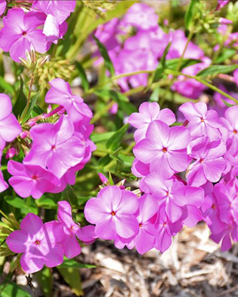 Phlox 'Opening Act Ultrapink' 1 Gallon