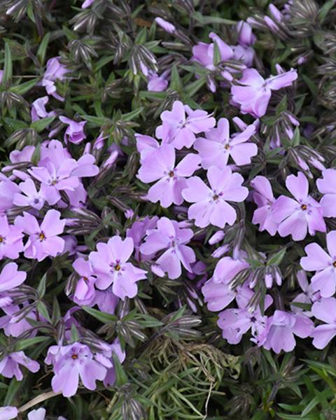 Phlox Spring Bling 'Pink Sparkles' 1 Gallon