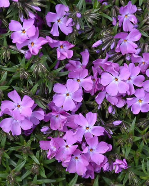 Phlox Spring Bling 'Rose Quartz' 1 Gallon