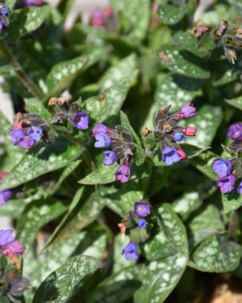 Pulmonaria 'Spot On' 1 Gallon