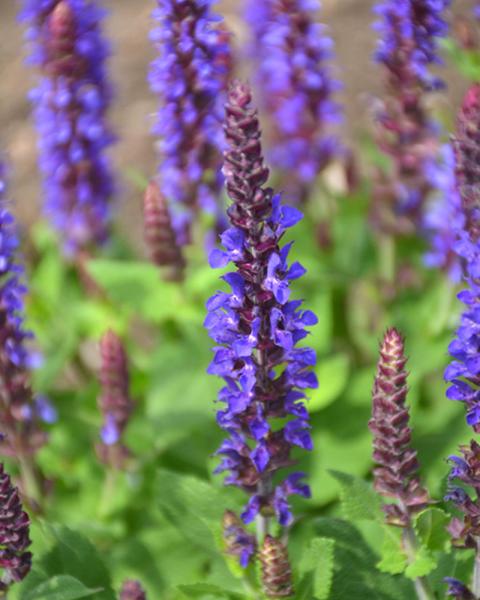 Salvia nemorosa 'Violet Riot' 1 Gallon
