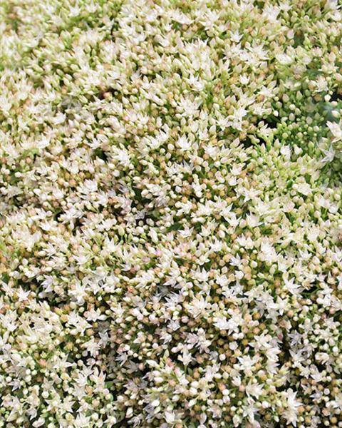 Sedum Rock 'N Round 'Bundle Of Joy' 1 Gallon