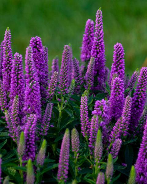 Veronica Magic Show® 'Purple Illusion'