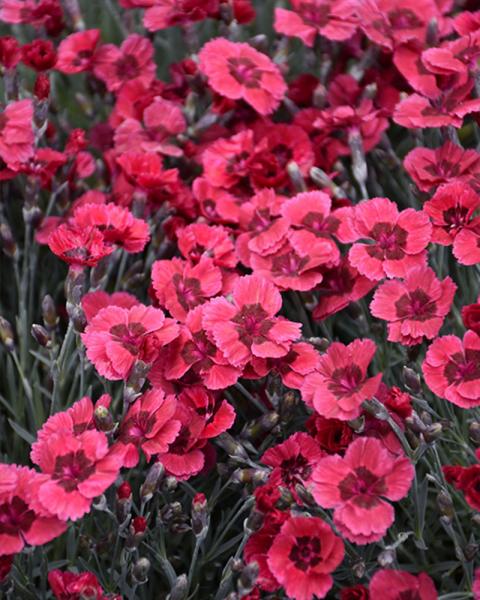 Dianthus 'Eastern Star' 1 Gallon