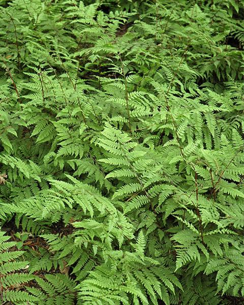 FERN LADY