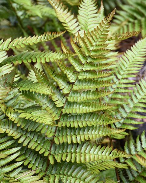 Fern Autumn 1 Gallon