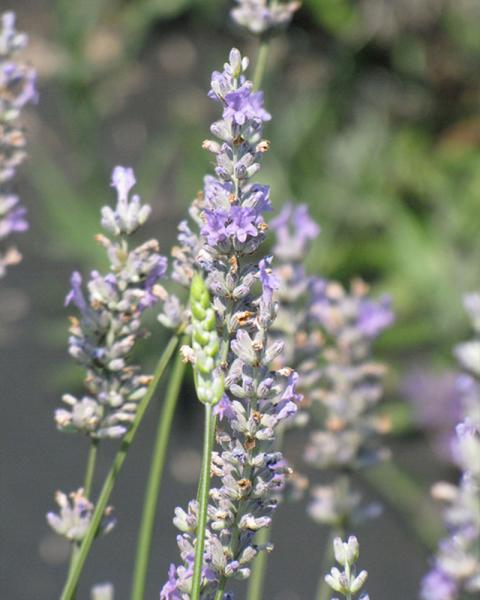 Lavandula 'Provence' 1 Gallon