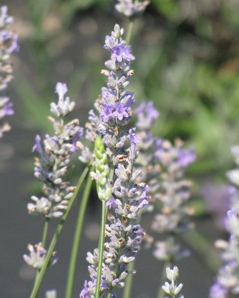 LAVANDULA PROVENCE