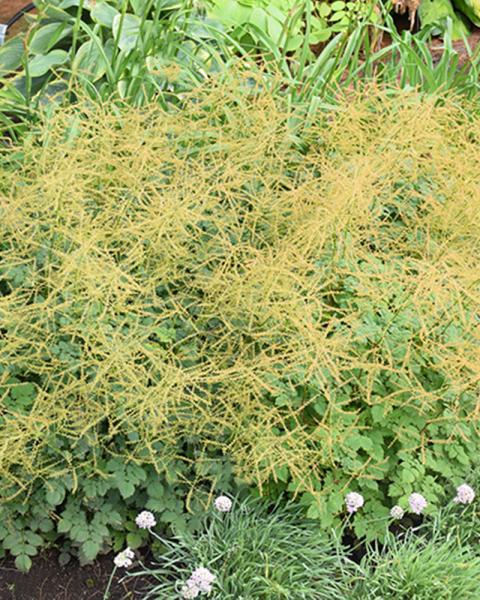 Aruncus 'Chantilly Lace' 1 Gallon