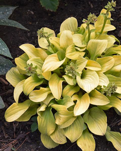 Hosta 'Sun Mouse' 1 Quart