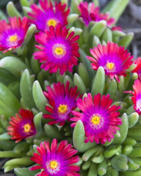 Delosperma 'Jewel Of Desert Garnet' 1 Quart