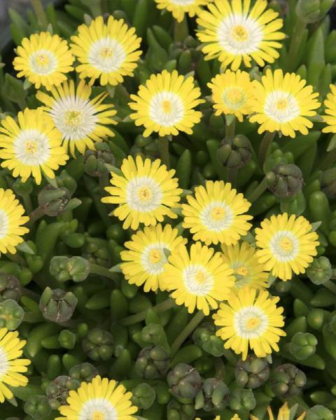 Delosperma 'Jewel of Desert Peridot' 1 Gallon