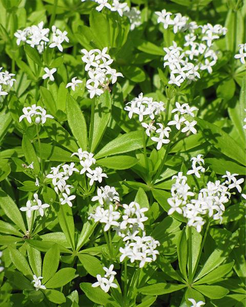 GALIUM ODORATUM QT