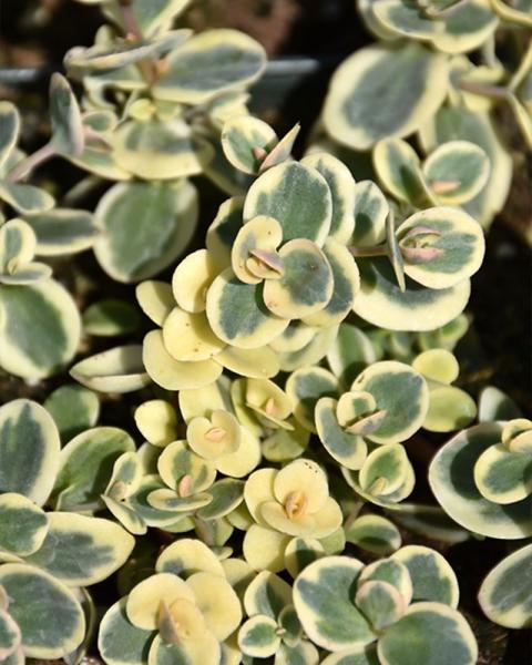 SEDUM LIME TWISTER 3"