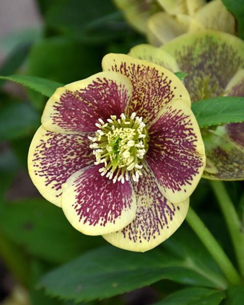 Helleborus 'Rio Carnival' 1 Gallon