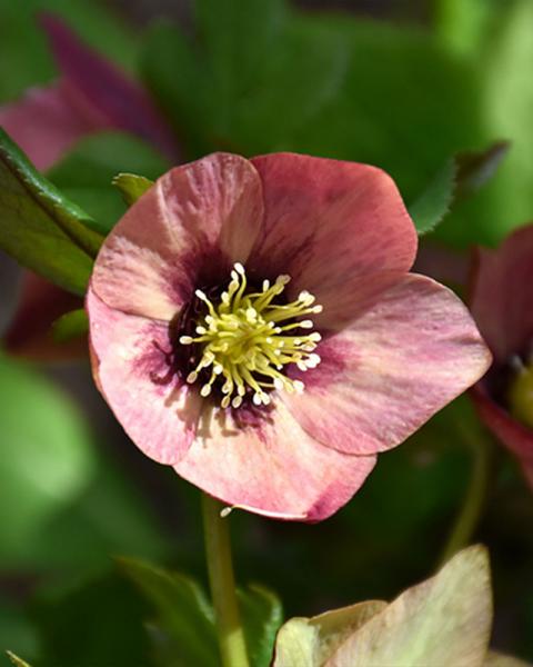 Helleborus 'Sandy Shores' 1 qt