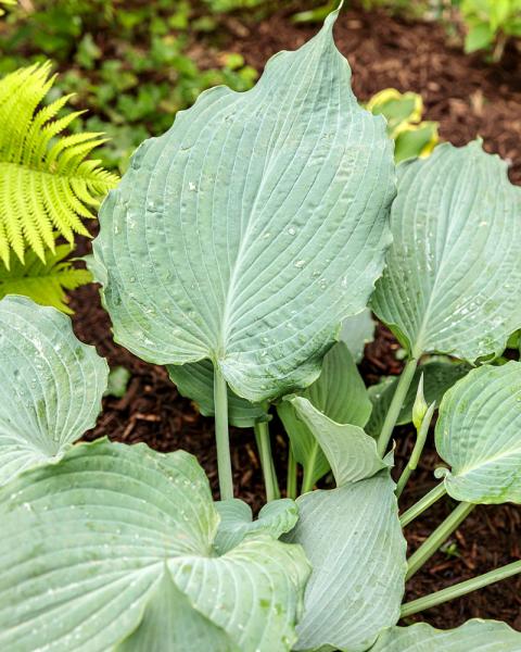 Hosta Shadowland® 'Diamond Lake' 1 Quart