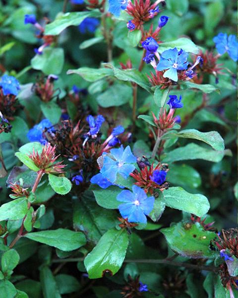 Ceratostigma plumbaginoides 1 Quart