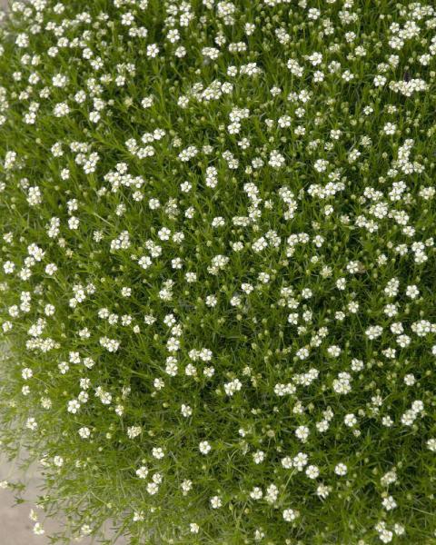 Sagina subulata 1 Quart