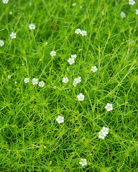 Sagina subulata 'Aurea' 1 Quart