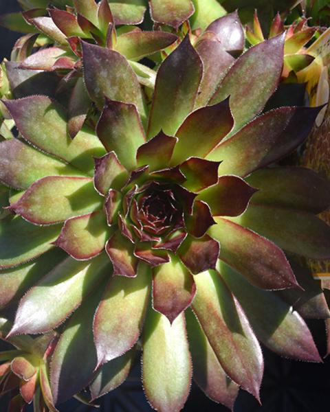 Sempervivum 'Black' 1 Quart