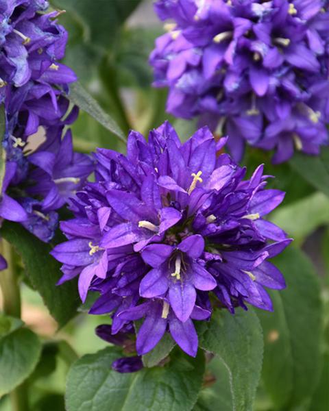 Campanula 'Superba' 1 Gallon