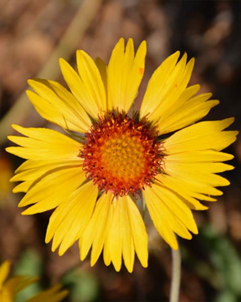 Gaillardia 'Amber Wheels' 1 Quart