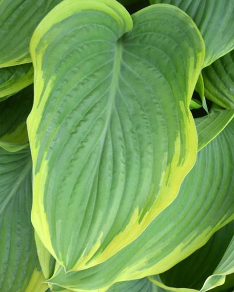 Hosta 'Victory' 1 Quart