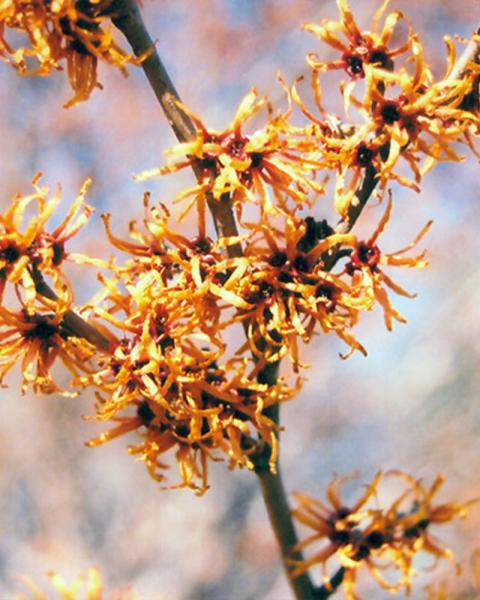 Witchhazel Vernalis( Yellow)