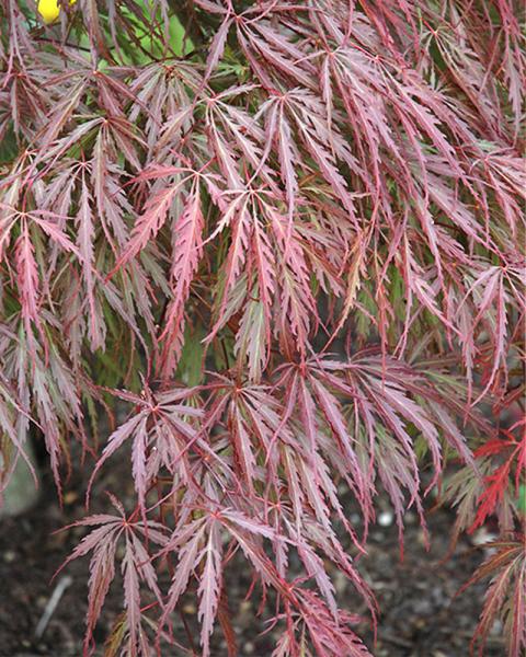 Maple Japanese Tamukeyama