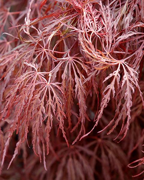 Maple Japanese Crimson Queen 3 Gallon