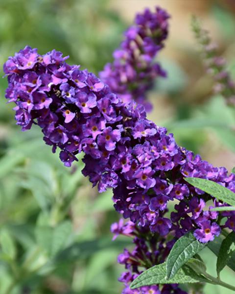 Buddleia Miss Violet Pw #3