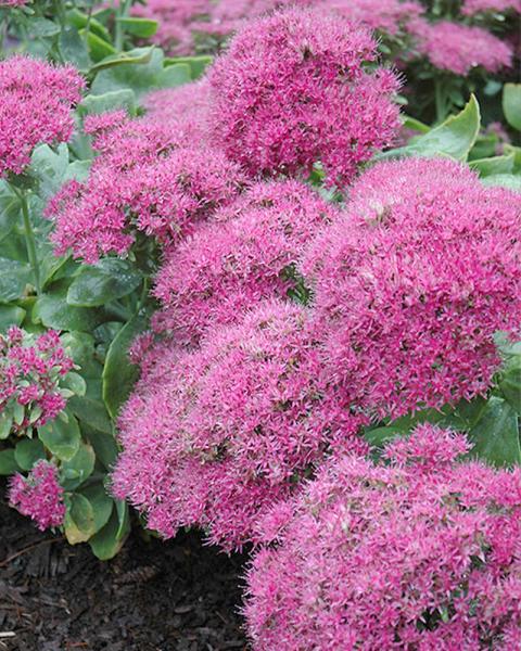 Sedum 'Neon' 1 Gallon