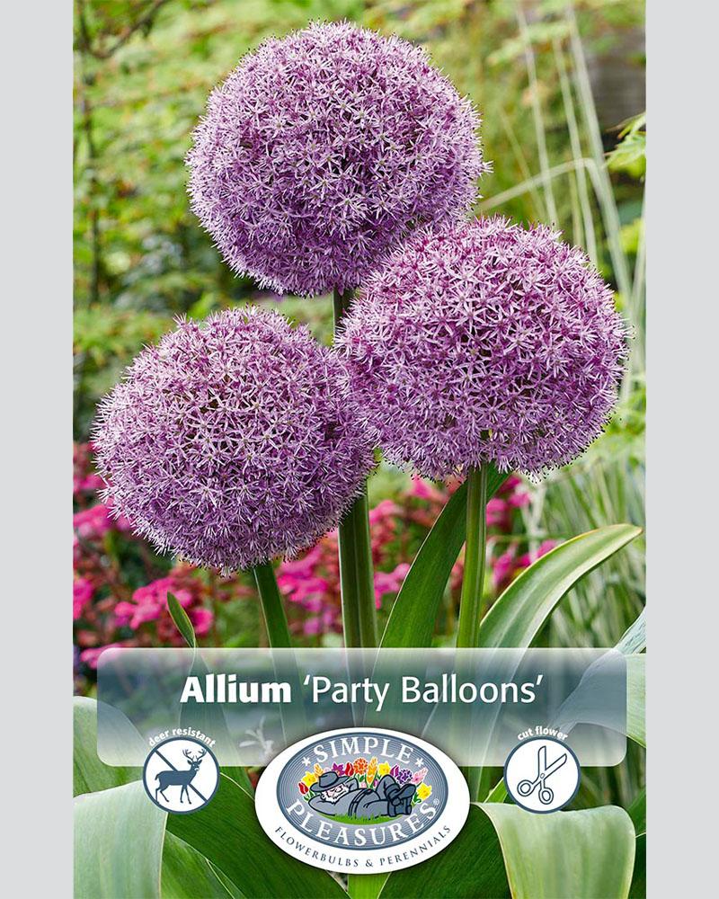 Allium Party Balloons 1 bulb/pkg