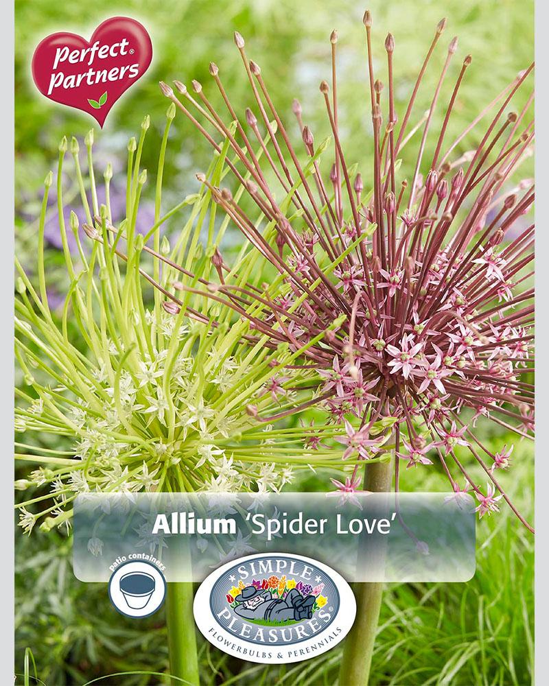 Allium Spider Love Blend 3 bulbs/pkg