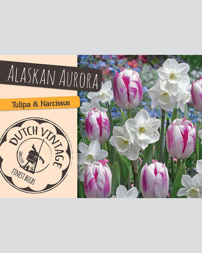 Narcissus/Tulip Alaskan Aurora Blend 15 Pack
