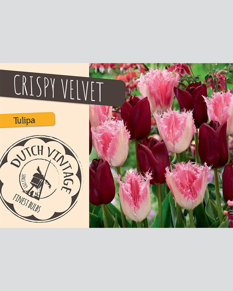 Tulip Crispy Velvet Blend 12 bulbs/pkg