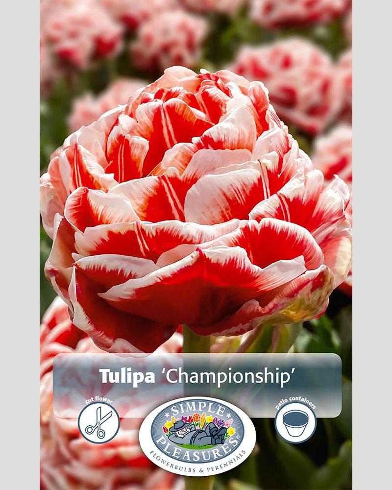 Tulip DE Championship 8 bulbs/pkg